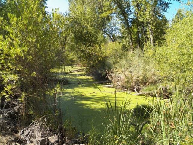 Pond at Clyde Holiday State Park