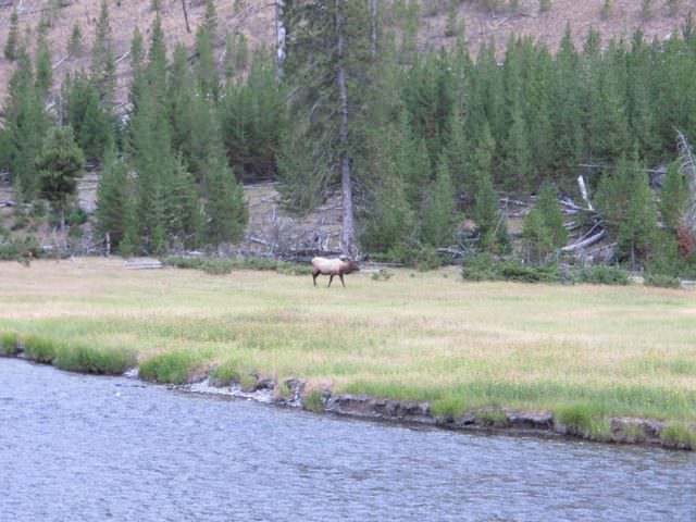 A Bull Elk near Madison Campground