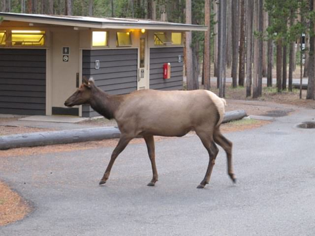Elk walkthing through a Madison Campground in Yellowstone
