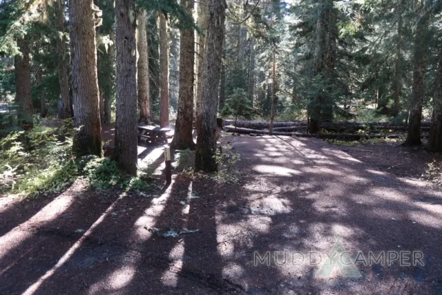 a forest with trees and a picnic table