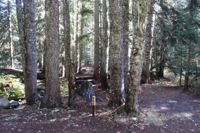 a group of trees in a forest