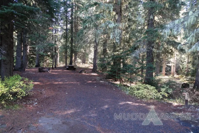 a trail in a forest