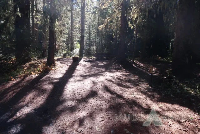 a dirt path in a forest