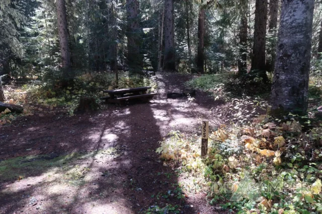 a picnic table in a forest