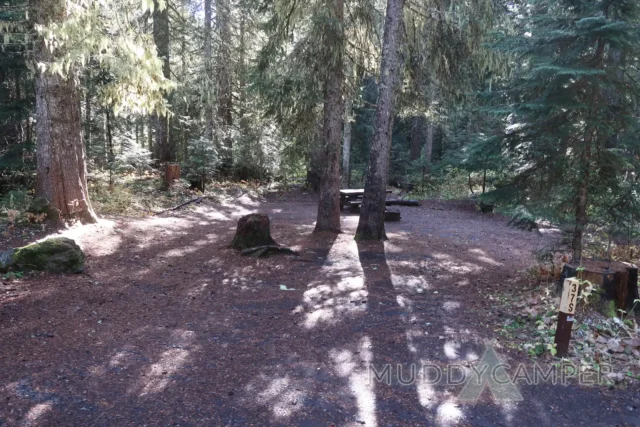 a group of trees in a forest