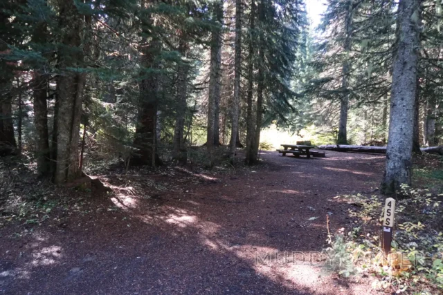 a picnic table in a forest