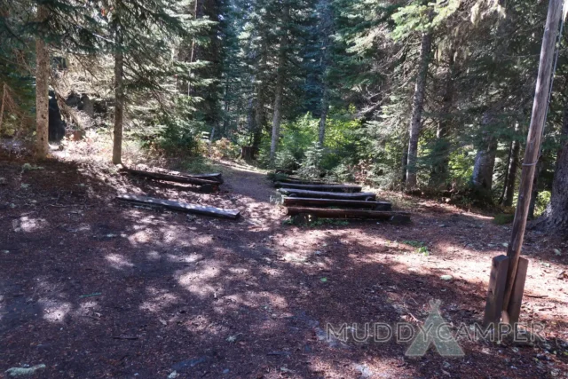 a group of logs in a forest