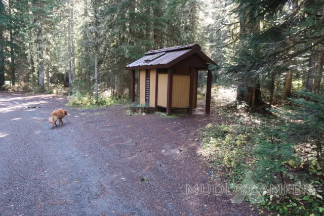 a dog walking in the woods