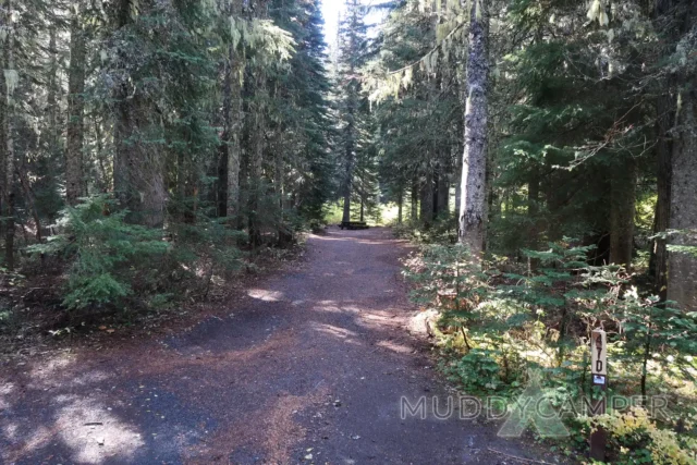 a dirt path through a forest