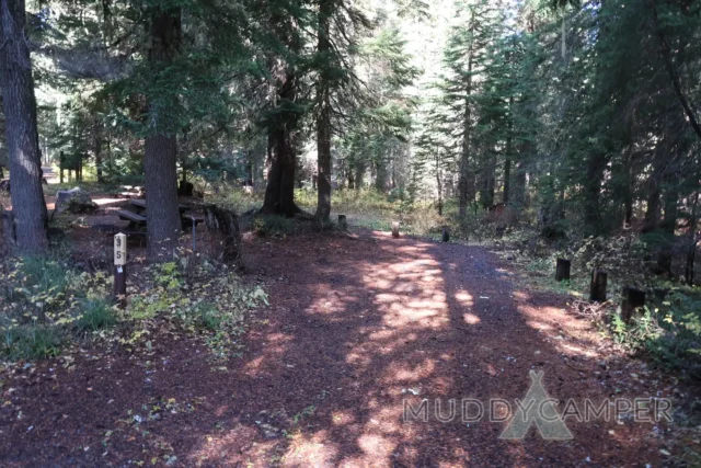 a trail in the woods