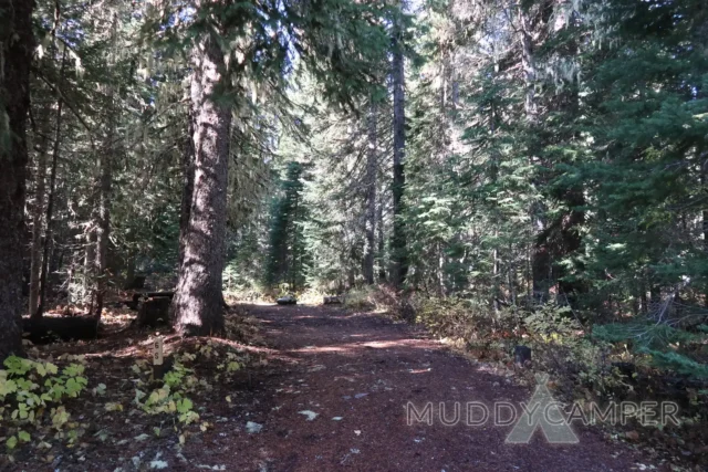 a trail through a forest