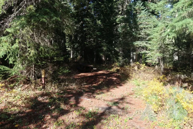 a picnic table in a forest