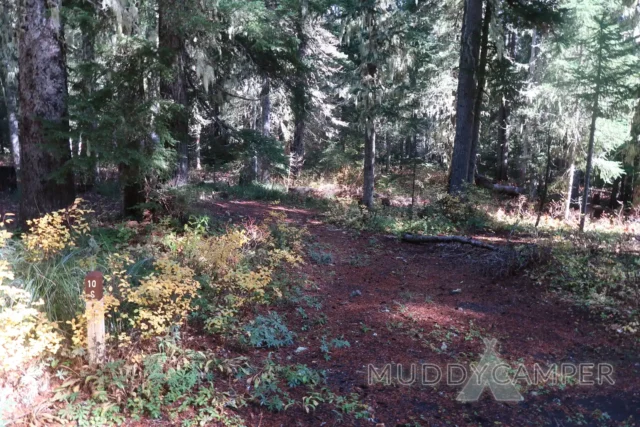 a forest with trees and plants