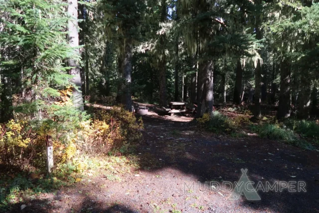 a picnic table in a forest