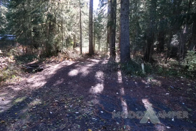 a dirt path in a forest