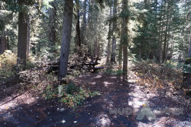 a trail in a forest