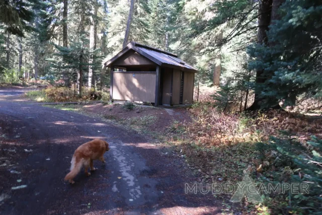 a dog walking on a path in the woods