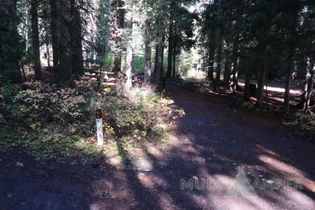 a trail in the woods