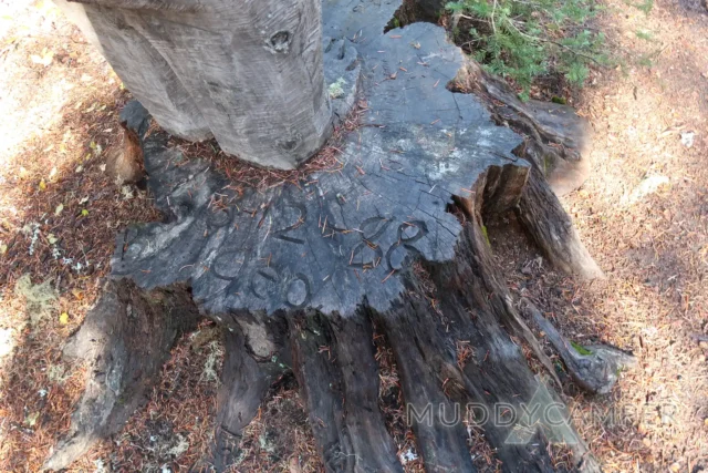 a tree stump with numbers carved on it