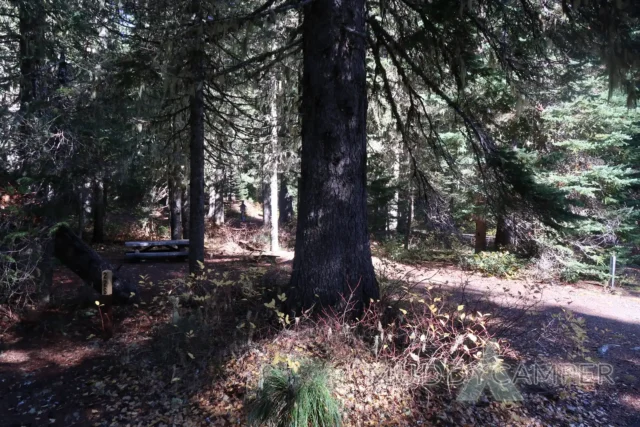 a large tree in a forest