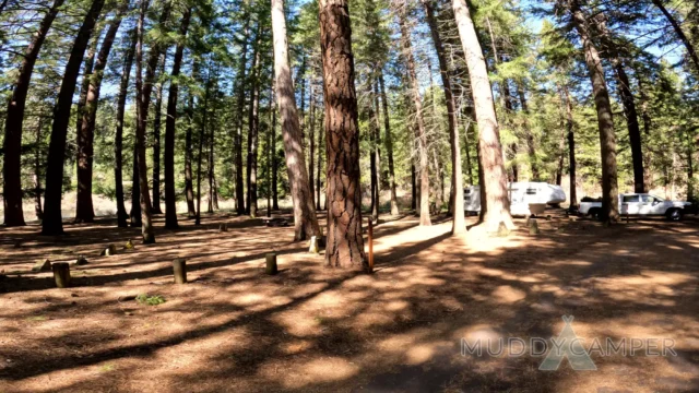 Campsite with trees and a RV in background