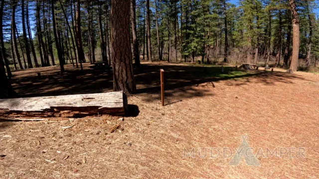 a tree stump in a forest with Bear Brook State Park in the background