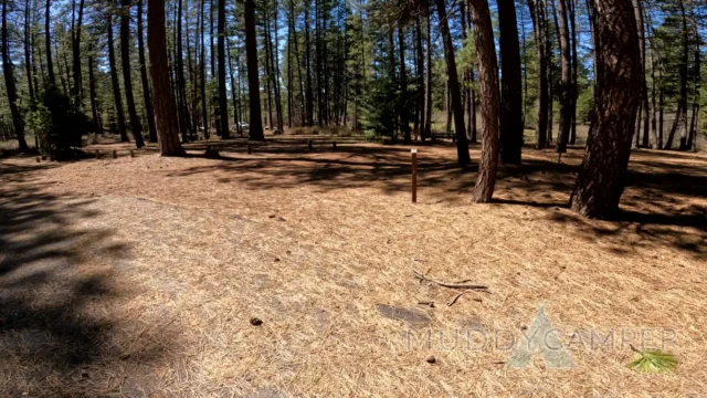 a forest with trees and a blue sky