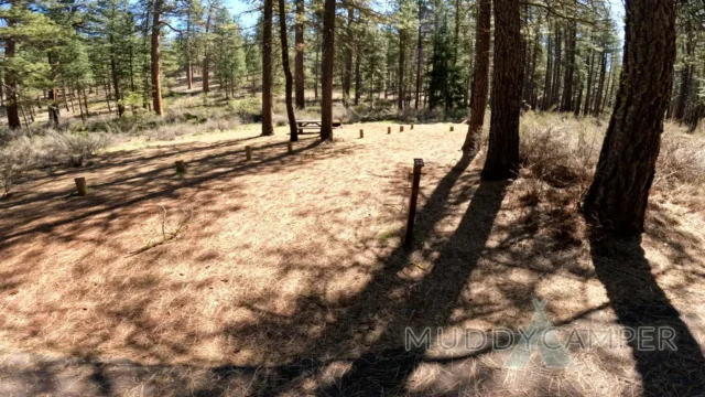 a forest with trees and a path