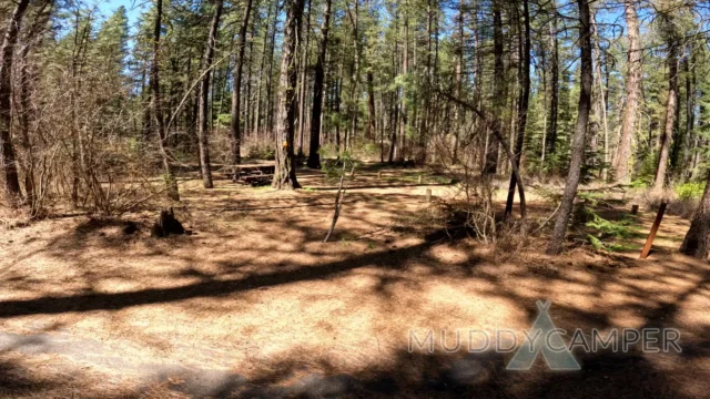 a forest with trees and a blue sky