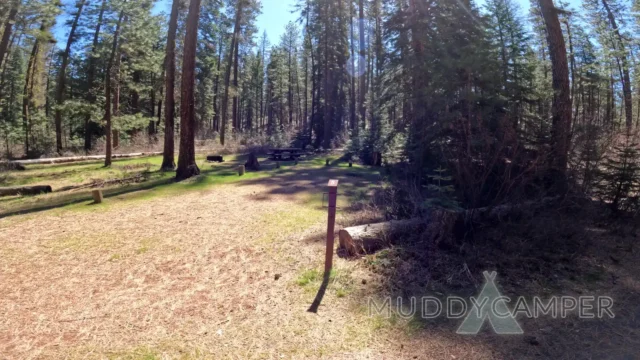 a forest with trees and a picnic table