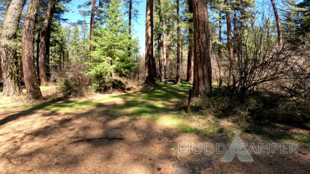 a forest with trees and grass