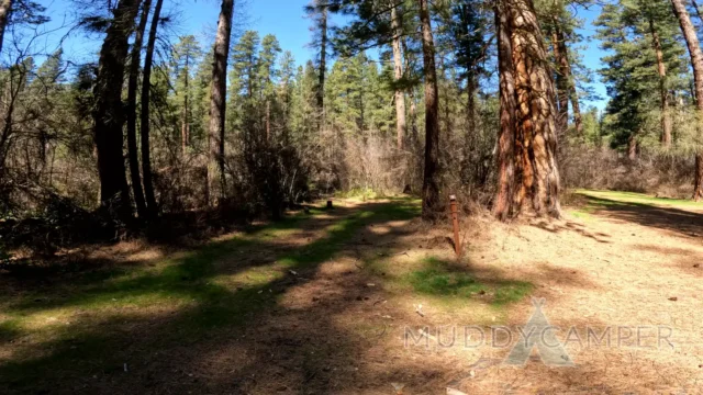 a dirt path through a forest