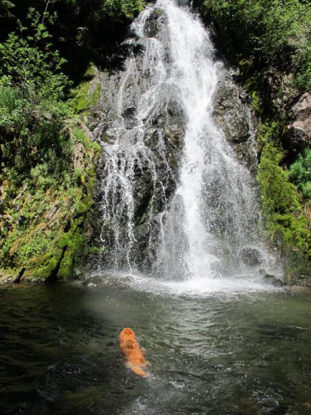 dog-swimming-sahale-falls
