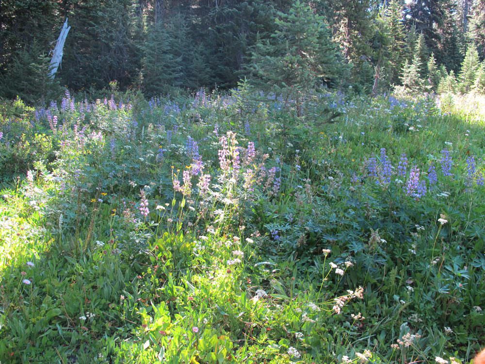 elk-meadows-hike (2)