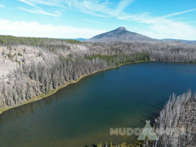 Large burnt forest and a lake