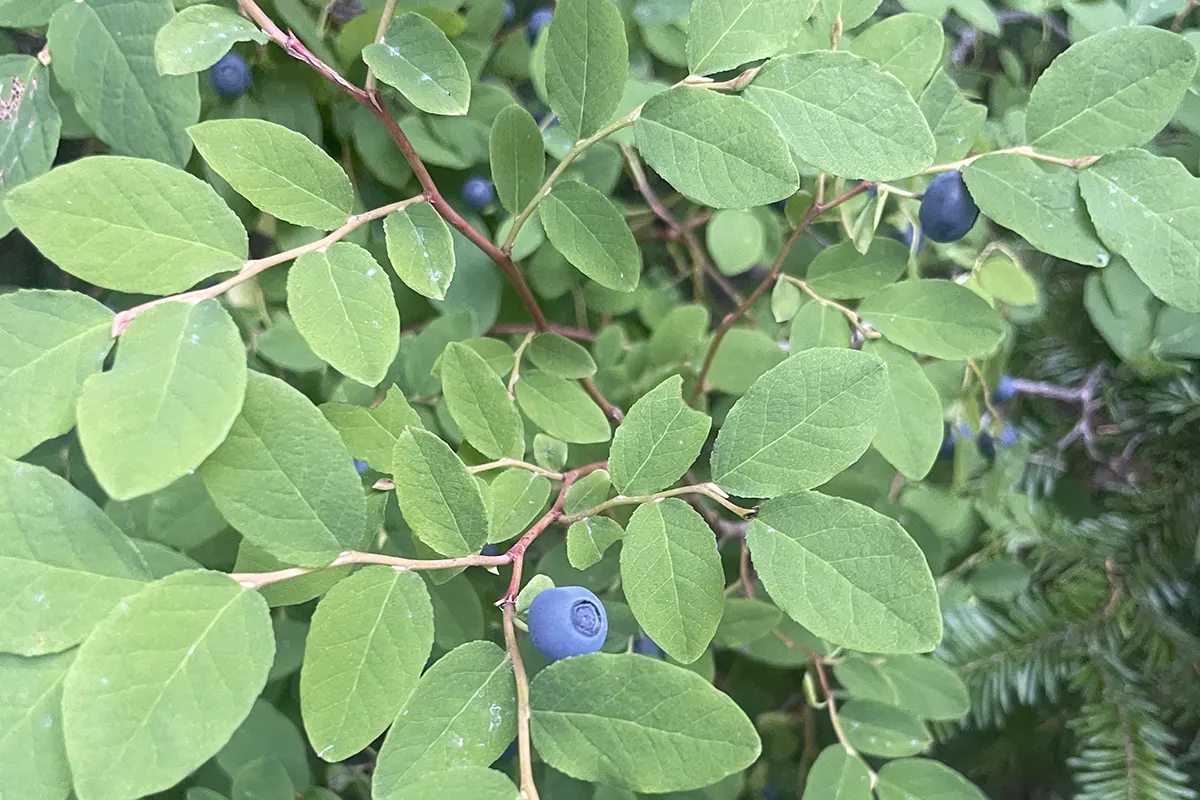 Oval Leaf Huckleberry Bush in Oregon